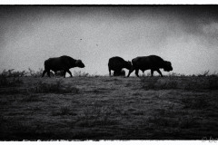 P1030258-Edit