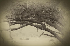 P1030530-Edit