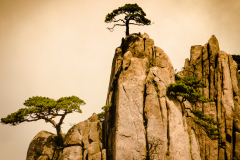 The-Exotic-Trees-of-Yellow-Mountain