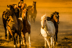 Horse-Run-1